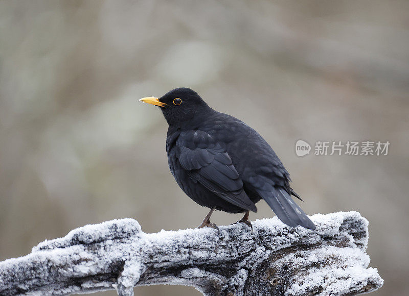 黑鸟(Turdus merula)冬季雄性